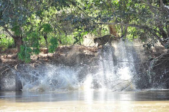 Onça observa capivaras se jogarem no rio Cuiabá, região de Porto Jofre, no final da rodovia Transpantaneira, no Pantanal Norte, no Mato Grosso